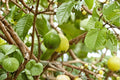 Arabian Guava Live Plant - 8-12 Inches - Psidium guajava Tropical Fruit Tree for Garden or Container