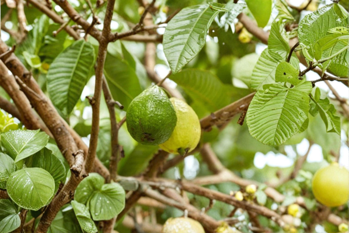 Arabian Guava Live Plant - 8-12 Inches - Psidium guajava Tropical Fruit Tree for Garden or Container