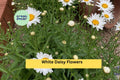 Shasta Daisy Live Plant | Bare Root Perennial Starter | White Flowers | Leucanthemum superbum