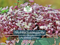 Unrooted Tradescantia pallida Cuttings – 15 Pink Spiderwort Indoor Plants, Easy to Propagate, Vibrant Pink and Purple Foliage