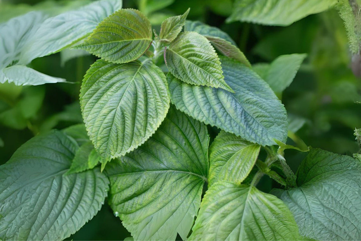 Korean Perilla Shiso Herb Seeds – Green Leaf Culinary Herb, 400 Seeds, Perilla frutescens, Easy to Grow for Korean & Asian Cooking