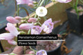 100mg Penstemon Comarrhenus Seeds Dusty Penstemon Drought-Tolerant Native Wildflower for Xeriscaping & Pollinator Gardens