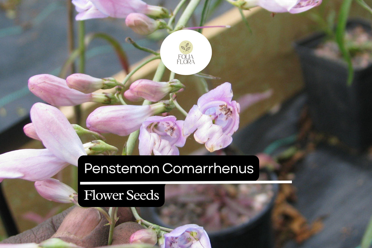 100mg Penstemon Comarrhenus Seeds Dusty Penstemon Drought-Tolerant Native Wildflower for Xeriscaping & Pollinator Gardens