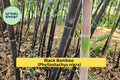 Black Bamboo Rhizomes (3 Pack) – Phyllostachys nigra, Evergreen, Fast-Growing Privacy Screen, Cold Hardy