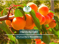 Hardy Apricot Tree Bare Root Prunus armeniaca Cold Hardy Edible Fruit Tree for Zones 5-8