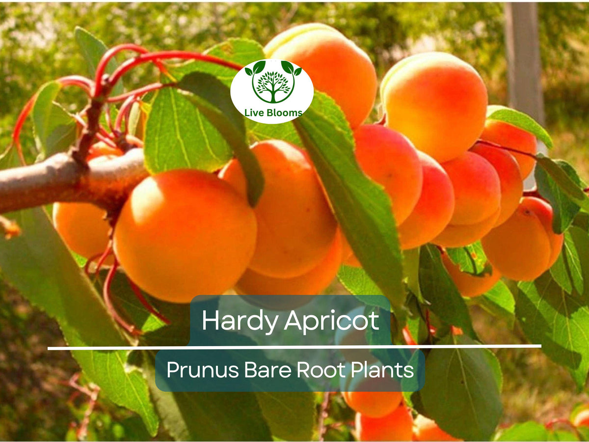 Hardy Apricot Tree Bare Root Prunus armeniaca Cold Hardy Edible Fruit Tree for Zones 5-8