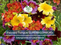 300 Seeds Painted Tongue SUPERBISSIMA Mix Heirloom Salpiglossis Non-GMO Vibrant Annual Flower Pollinator-Friendly