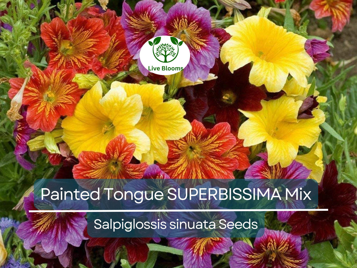 300 Seeds Painted Tongue SUPERBISSIMA Mix Heirloom Salpiglossis Non-GMO Vibrant Annual Flower Pollinator-Friendly