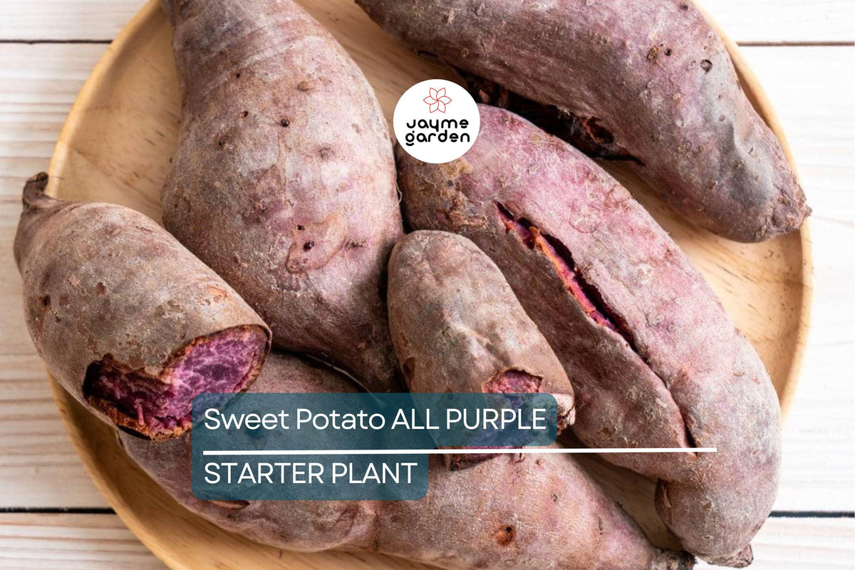 All Purple Sweet Potato Tubers - Organic Japanese Variety, Fast-Growing, Hardy, Nutritious, 5 Pounds