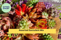 Assorted Succulent Cuttings Set – 12 Live Green Varieties Echeveria, Sedum, Crassula for Propagation, Terrariums, DIY Gardens