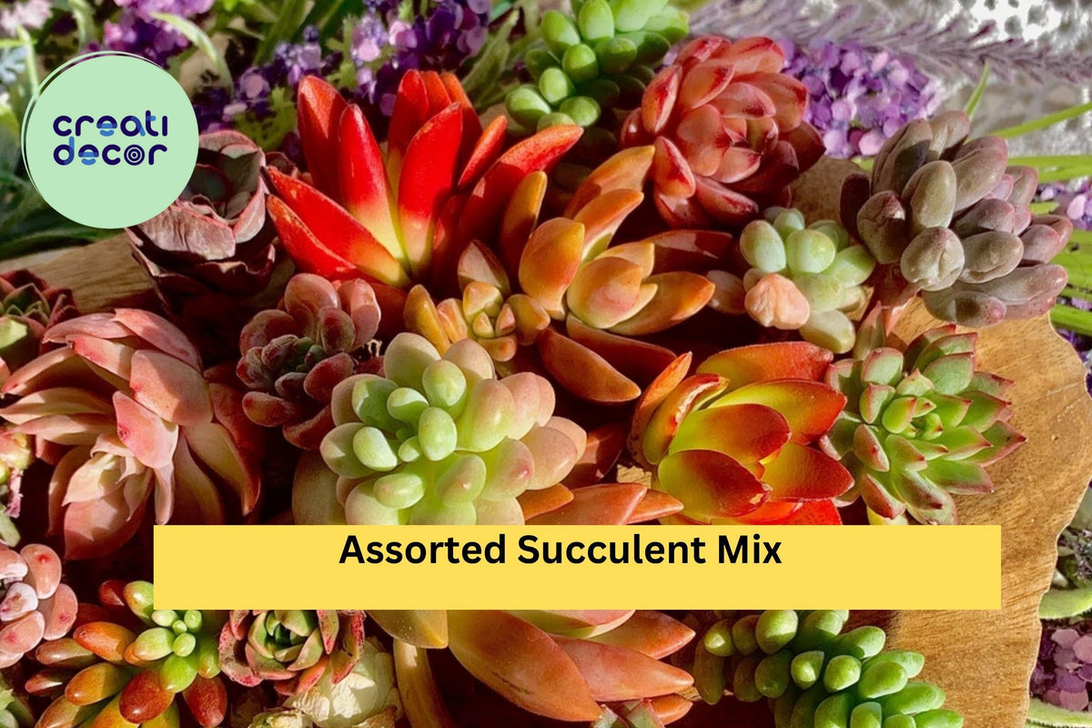 Assorted Succulent Cuttings Set – 12 Live Green Varieties Echeveria, Sedum, Crassula for Propagation, Terrariums, DIY Gardens