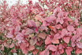 Red Garnet Amaranth Seeds – Edible Leaf Plant, Ornamental, Amaranthus tricolor, 100 Seeds