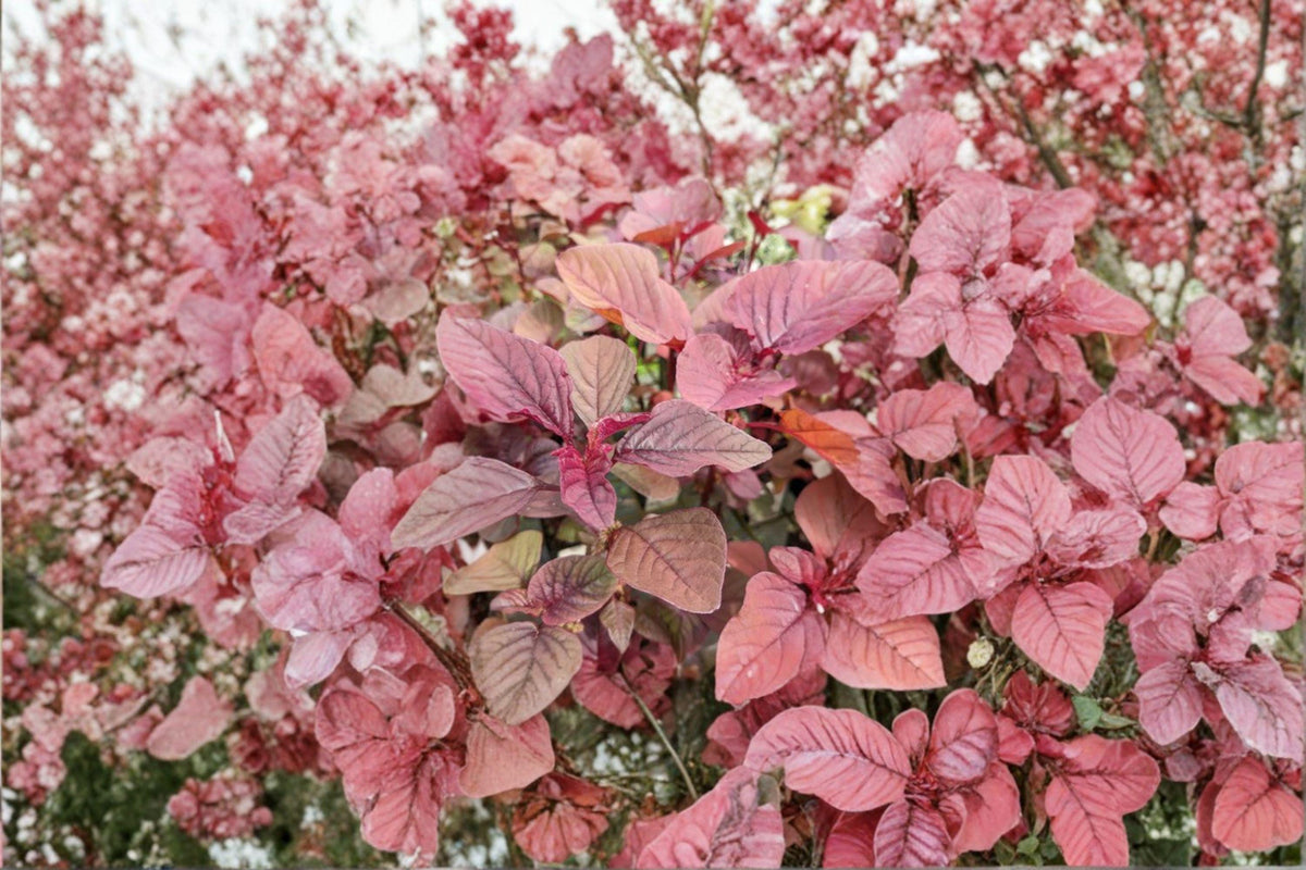 Red Garnet Amaranth Seeds – Edible Leaf Plant, Ornamental, Amaranthus tricolor, 100 Seeds