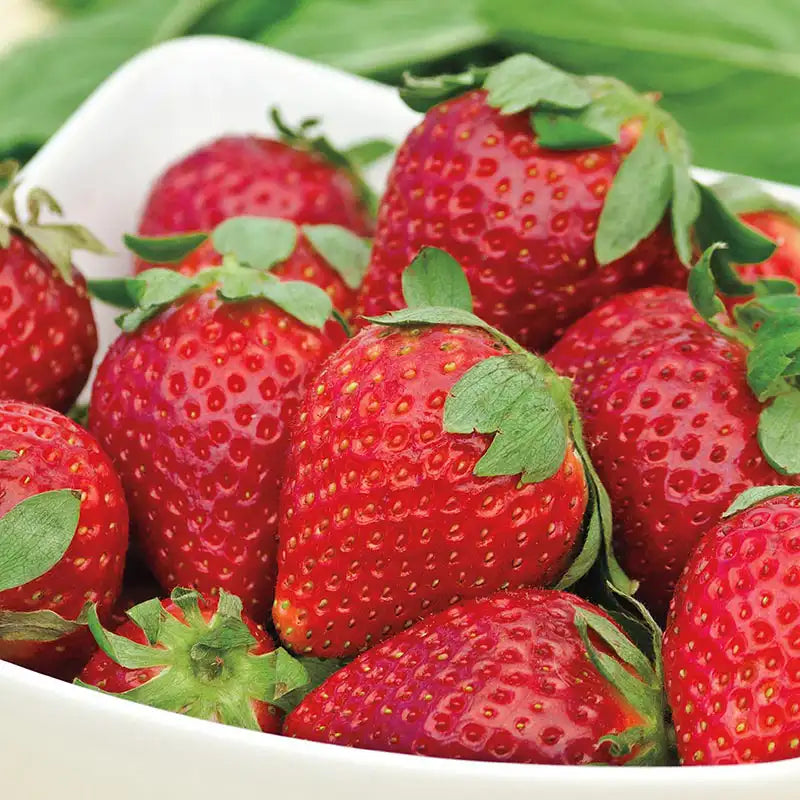Albion Strawberry Plants Bare Root – Day-Neutral Everbearing Variety with Large Sweet Berries – Fragaria × ananassa
