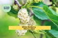 White Mulberry Trees Set of 2 – Morus alba Live Starter Plants for Edible Gardens, Fruit Trees, and Wildlife Habitat