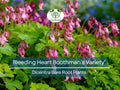 Bleeding Heart Bare Root Plant – Pink Heart-Shaped Flowers – Dicentra ‘Boothman’s Variety’ – Shade-Loving Perennial