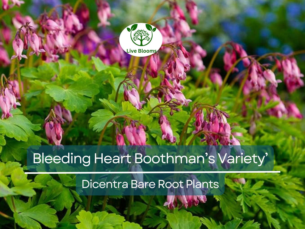 Bleeding Heart Bare Root Plant – Pink Heart-Shaped Flowers – Dicentra ‘Boothman’s Variety’ – Shade-Loving Perennial