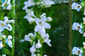 100 Slender Beardtongue Seeds – Penstemon gracilis Native Prairie Wildflower, Perennial, Purple Tubular Flowers