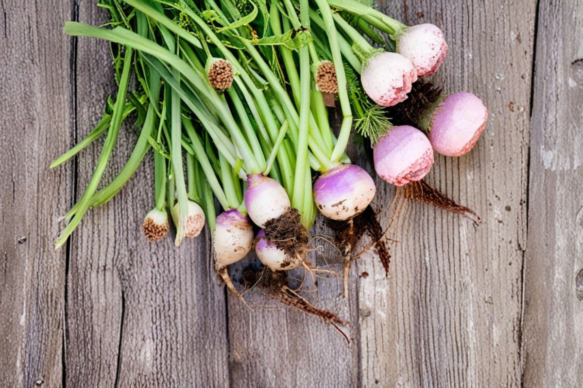 Purple Top White Globe Turnip Seeds – Heirloom Brassica rapa, Roots & Greens, Cool-Season Vegetable, 300 Seeds
