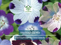 Nemophila Mixed Colors Seeds – 500 Non-GMO Spring Blooming Annual Flowers for Borders, Containers, Pollinator Garden