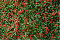 Winterberry Holly Seeds, Ilex verticillata, 25 Seeds, Wildlife-Friendly, Bright Red Berries, Ornamental Shrub for Garden