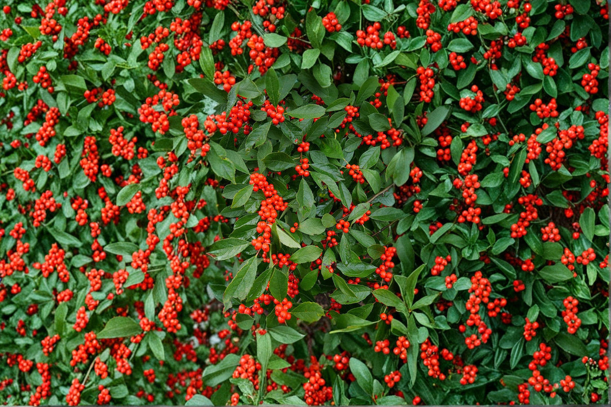 Winterberry Holly Seeds, Ilex verticillata, 25 Seeds, Wildlife-Friendly, Bright Red Berries, Ornamental Shrub for Garden
