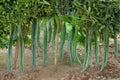 Snake Gourd Seeds – Edible & Ornamental Lagenaria siceraria with Long Curved Fruits, Tropical Vegetable, Vining Plant, 10 Seeds