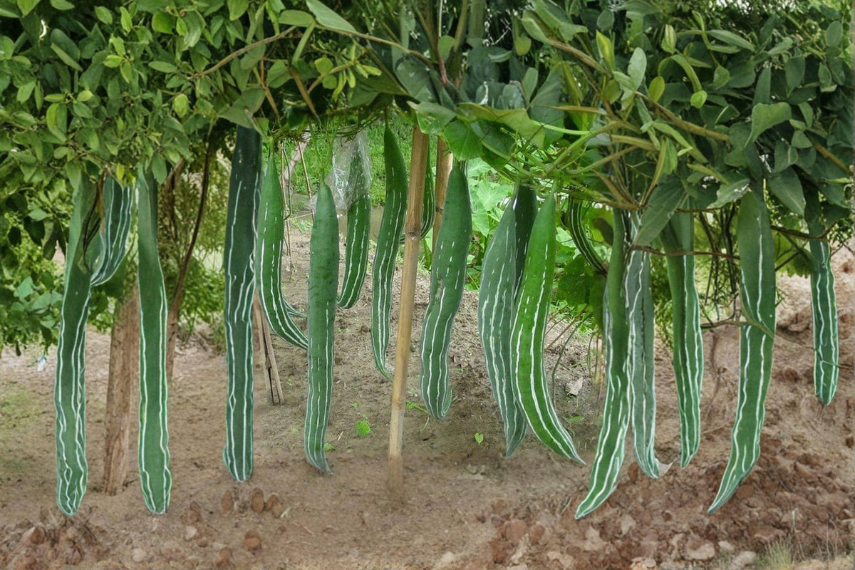 Snake Gourd Seeds – Edible & Ornamental Lagenaria siceraria with Long Curved Fruits, Tropical Vegetable, Vining Plant, 10 Seeds