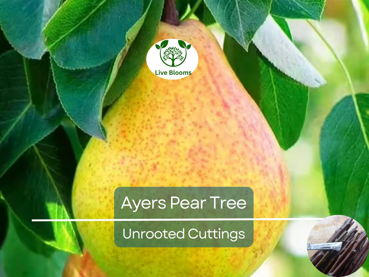 Ayers Pear Fruit Tree Scion Unrooted Cuttings – Pyrus communis, 10-12" for Grafting & Propagation
