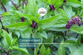1000 Cinnamon Basil Seeds – Non-GMO Herb Seeds for Cooking, Aromatic & Flavorful, Ocimum basilicum, Easy to Grow