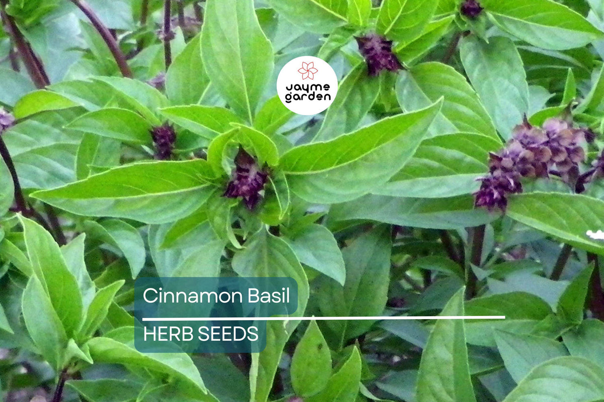1000 Cinnamon Basil Seeds – Non-GMO Herb Seeds for Cooking, Aromatic & Flavorful, Ocimum basilicum, Easy to Grow