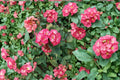 Crown of Thorns Cutting 10" Pink Succulent Euphorbia milii Thai Hybrid Ornamental Plant
