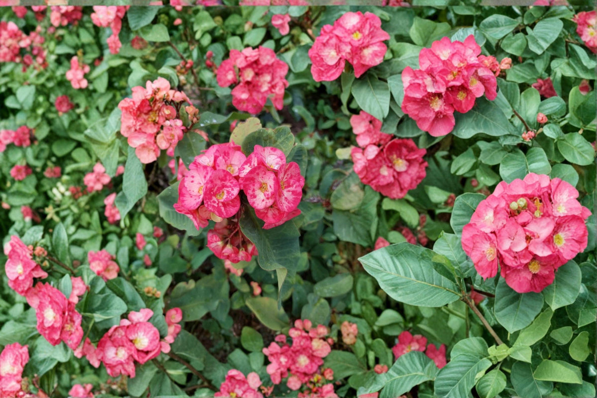 Crown of Thorns Cutting 10" Pink Succulent Euphorbia milii Thai Hybrid Ornamental Plant