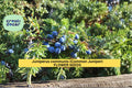 Juniperus communis Seeds, Common Juniper, Evergreen Conifer Shrub, Hardy Landscape Plant, 25 Count