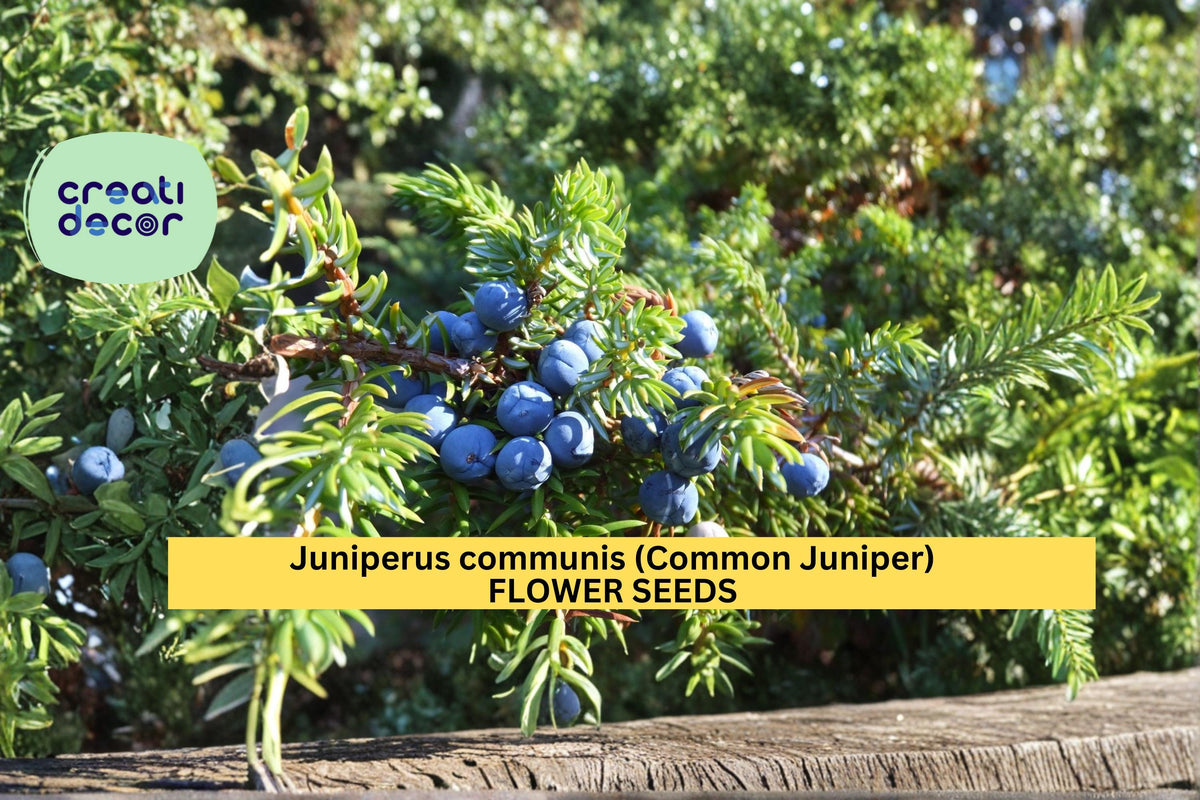 Juniperus communis Seeds, Common Juniper, Evergreen Conifer Shrub, Hardy Landscape Plant, 25 Count