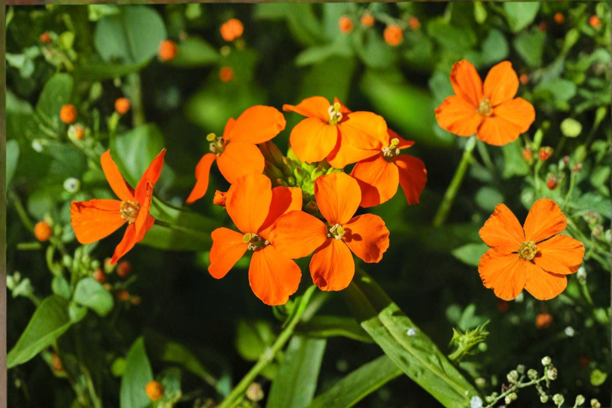 Erysimum capitatum Western Wallflower Seeds – Native Wildflower for Meadows & Dry Gardens, Bright Orange-Yellow Blooms