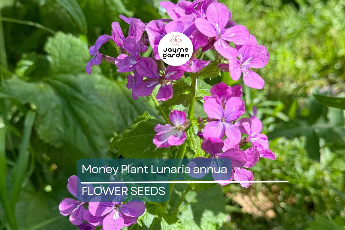 75 Money Plant Seeds Lunaria annua – Honesty Flower, Silver Dollar Plant, Dried Floral Seeds, Easy to Grow, Pollinator Garden