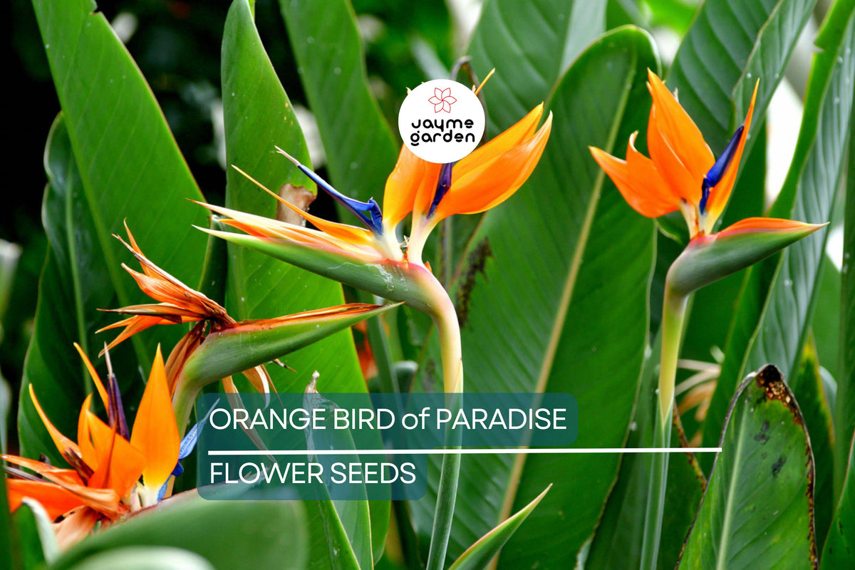 Orange Bird of Paradise Seeds | Tropical Crane Flower | Strelitzia reginae | Exotic Garden Plant