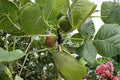 Pastiliere Fig Tree Cuttings - Ficus carica Dormant Fruit Tree Propagation, 6-8 Inch