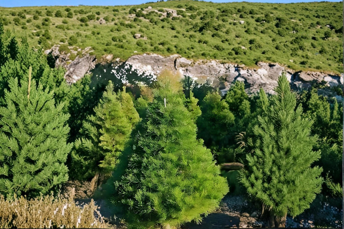 Virginia Pine Live Plants – 2ft Tall Evergreen Conifer, Pinus virginiana for Landscaping, Privacy Screens & Borders