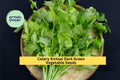 3pcs Chinese Celery Seeds Kintsai Dark Green Variety Apium graveolens var. secalinum for Garden Beds, Containers, Raised Rows