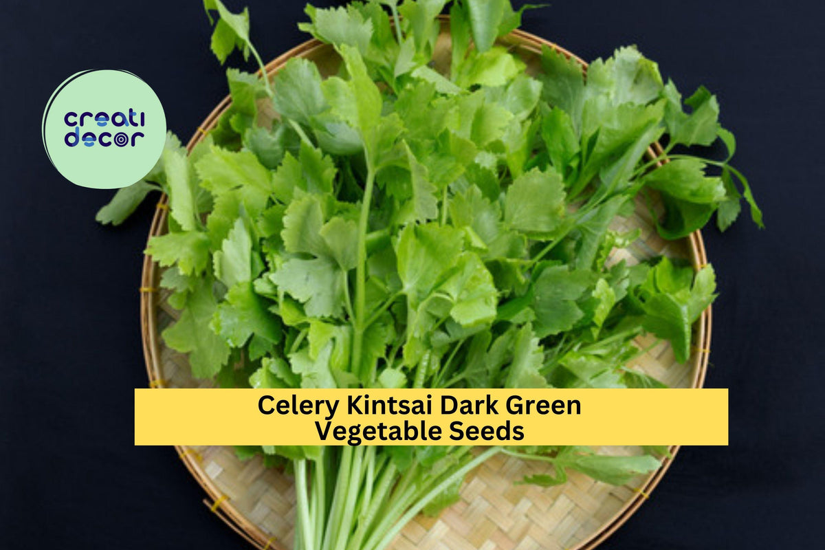 3pcs Chinese Celery Seeds Kintsai Dark Green Variety Apium graveolens var. secalinum for Garden Beds, Containers, Raised Rows