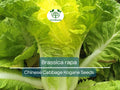Chinese Cabbage Kogane Seeds | Brassica rapa Heirloom for Gardening, Fresh Asian Salads & Stir-Fries, 150 Seeds