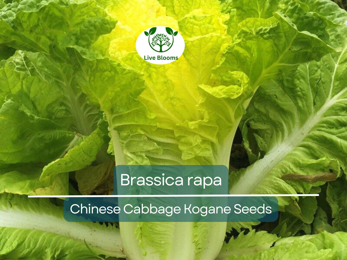 Chinese Cabbage Kogane Seeds | Brassica rapa Heirloom for Gardening, Fresh Asian Salads & Stir-Fries, 150 Seeds