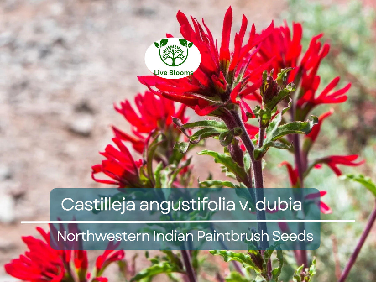 300 Seeds Castilleja angustifolia v. dubia Northwestern Indian Paintbrush Wildflower, Red Blooms, Native North American Plant