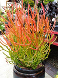 Fire Sticks Succulent Cuttings – Euphorbia Tirucalli – Unrooted Stems for Propagation – Colorful Drought-Tolerant Plant
