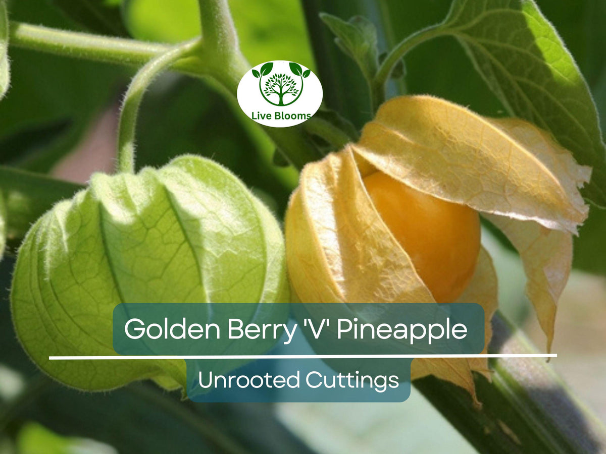 Golden Berry 'V' Pineapple Fresh Cuttings for Rooting - Physalis peruviana Tropical Fruit Plant, Easy to Grow, Delicious Berries