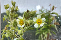 500 Prairie Cinquefoil Seeds – White Native Wildflower for Pollinator Gardens, Perennial, Drymocallis arguta