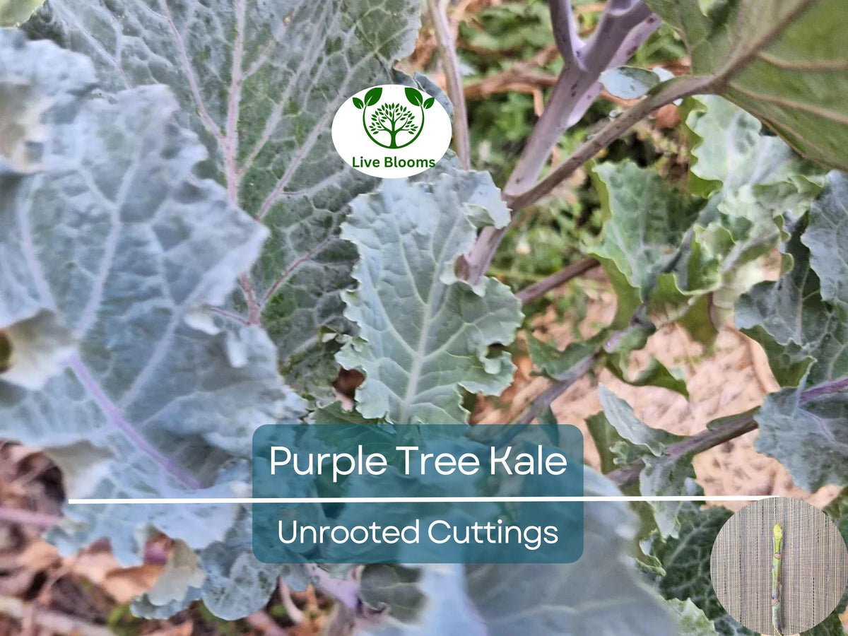 Unrooted Purple Tree Kale Cuttings 5-7" | Brassica oleracea | Edible Perennial, Purple Tree Collard, Rare Garden Plant