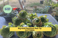 10 Rose Aeonium Succulent Cuttings – 6-8" Rosettes with Red Tips, Unrooted Aeonium arboreum Clippings for Pots, Gardens, Landscapes